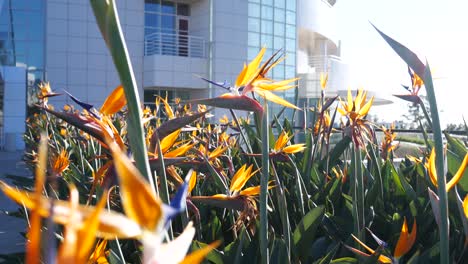 Birds-of-paradise-flowers-burst-into-bloom,-and-bees-buzzing-around