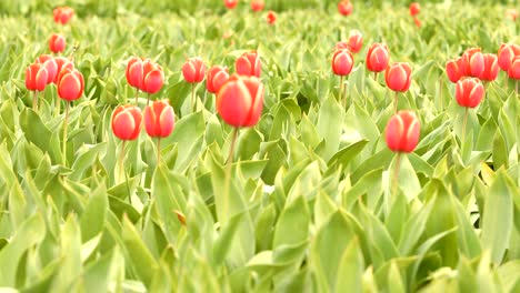 red tulips waving in the wind