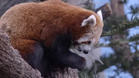 red panda (ailurus fulgens) feeding on a tree. side view, slow mo footage