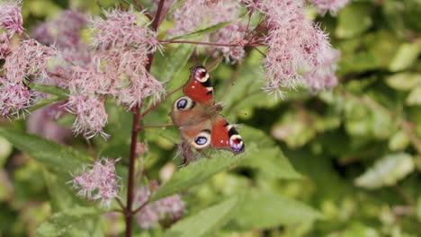 a handheld close up shot of a peacock butterfly landing on a pink flower, collecting it's nectar and then takes off