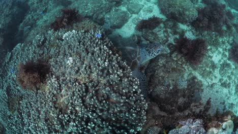 a green sea turtle finds protection under a large plate coral deep below the ocean durface