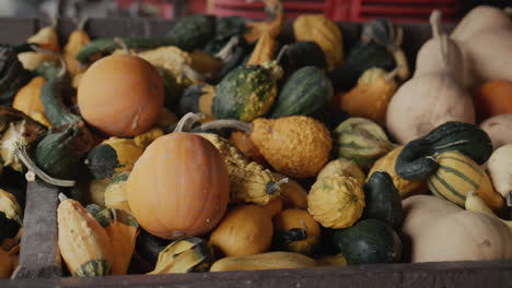 Varias-Calabazas-En-La-Granja,-Con-Un-Tractor-Visible-Al-Fondo.-Decoración-De-Halloween