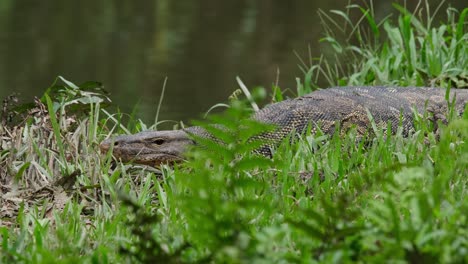 en la orilla del río, un monitor de agua varanus salvator está holgazaneando y a punto de quedarse dormido en el parque nacional khao yai en la provincia de nakhon ratchasima en tailandia