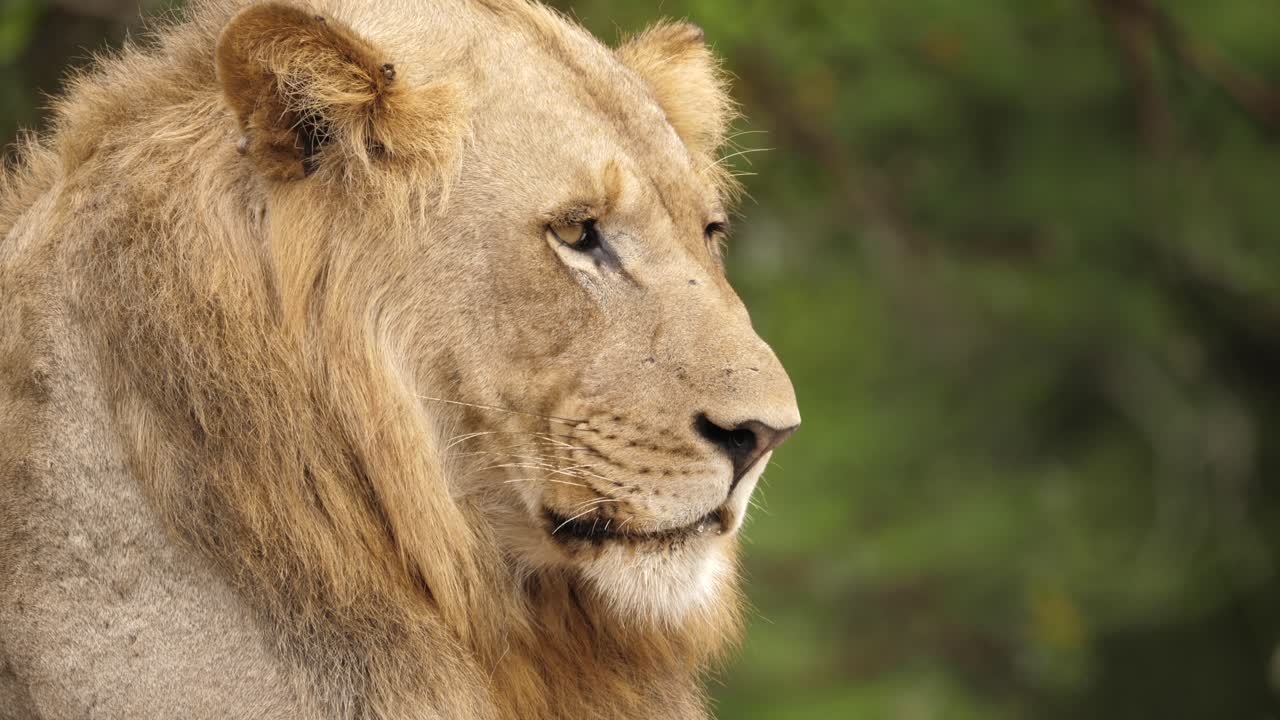 primer plano de un viejo león macho mirando la sabana, enfoque superficial