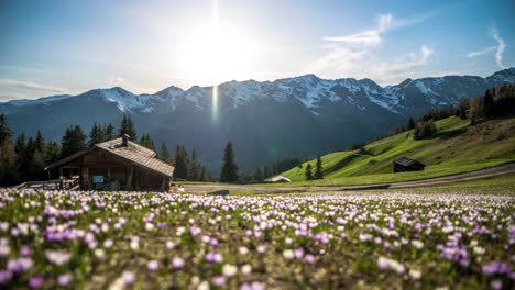 alpine meadow with wooden huts and flowers during the sunset