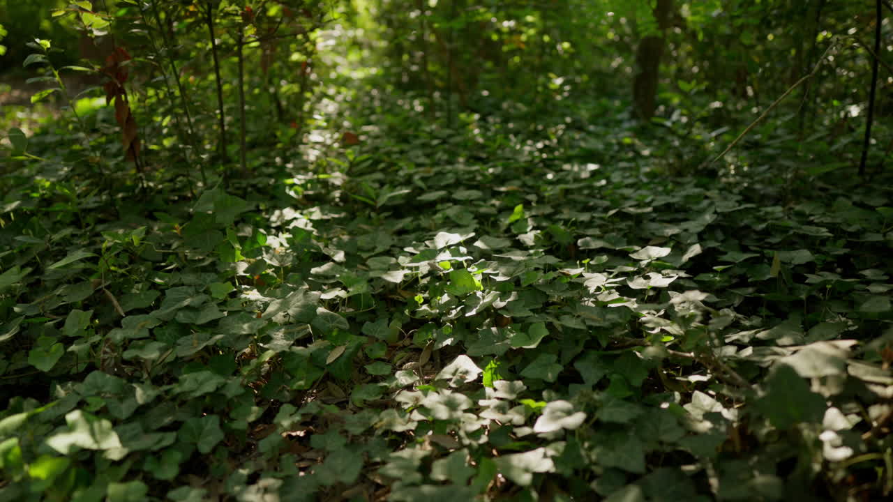 Wide shot of sun-dappled forest clearing in Athens surrounded by Mediterranean greenery