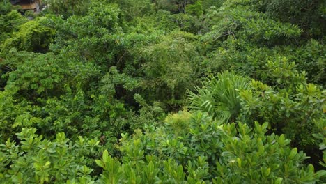 over dense green forest canopy jungle in colombia, aerial south america