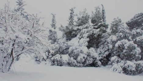 Seasonal-winter-landscape-idyllic-snow-covered-trees-during-frosty-blizzard