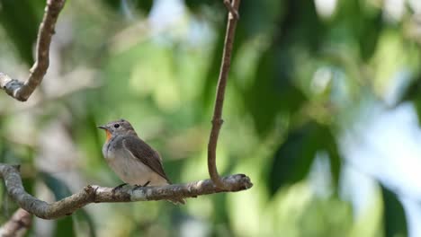 Beim-Reinigen-Seiner-Flügel-Und-Schwanzfedern-Sorgt-Der-Rotkehlschnäpper-Ficedula-Albicilla-Im-Nationalpark-Khao-Yai-In-Thailand-Dafür,-Dass-Jede-Feder-Gründlich-Sauber-Ist