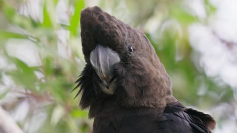 closup on the head of a glossy black cockatoo