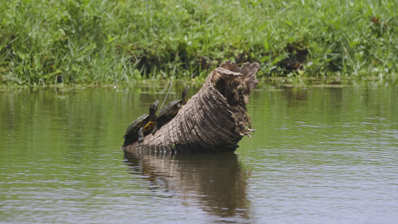 An alligator basks on a log surrounded by still marsh waters and vibrant green reeds