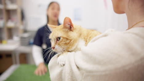 Veterinario-De-Gatos,-Cliente-Y-Mujer-Consultando