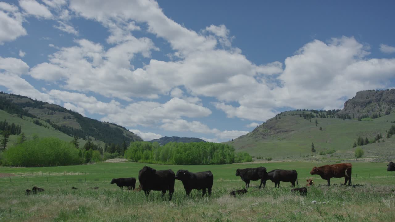 Mandria di mucche in 4K in un campo verde in un allevamento di bestiame con nuvole bianche e montagne.