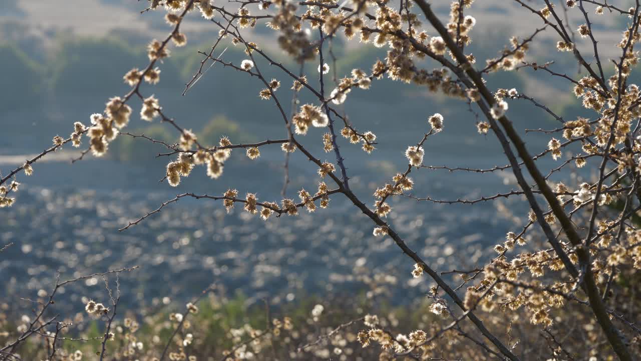 Establishing: White fuzzy buds of tree blossoms, backlit by sunlight