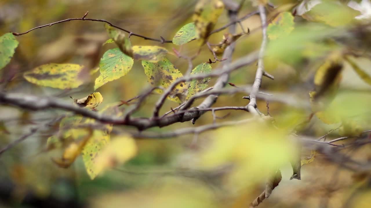 가을 공원 풍경 나무 잎