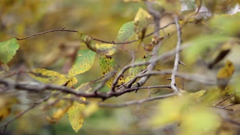 Herbst-Parklandschaft-Bäume-Blatt