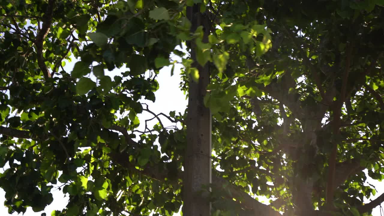 나무에서 빛이 누출됩니다.