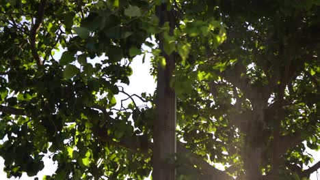 light leak from tree
