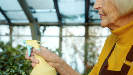 elderly woman watering plants in greenhouse