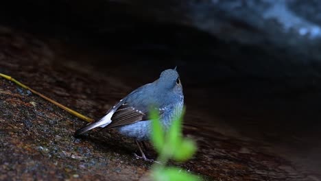 This-female-Plumbeous-Redstart-is-not-as-colourful-as-the-male-but-sure-it-is-so-fluffy-as-a-ball-of-a-cute-bird