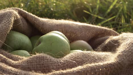 Sack-of-ripe-green-apples-in-a-sack-medium-panning-shot