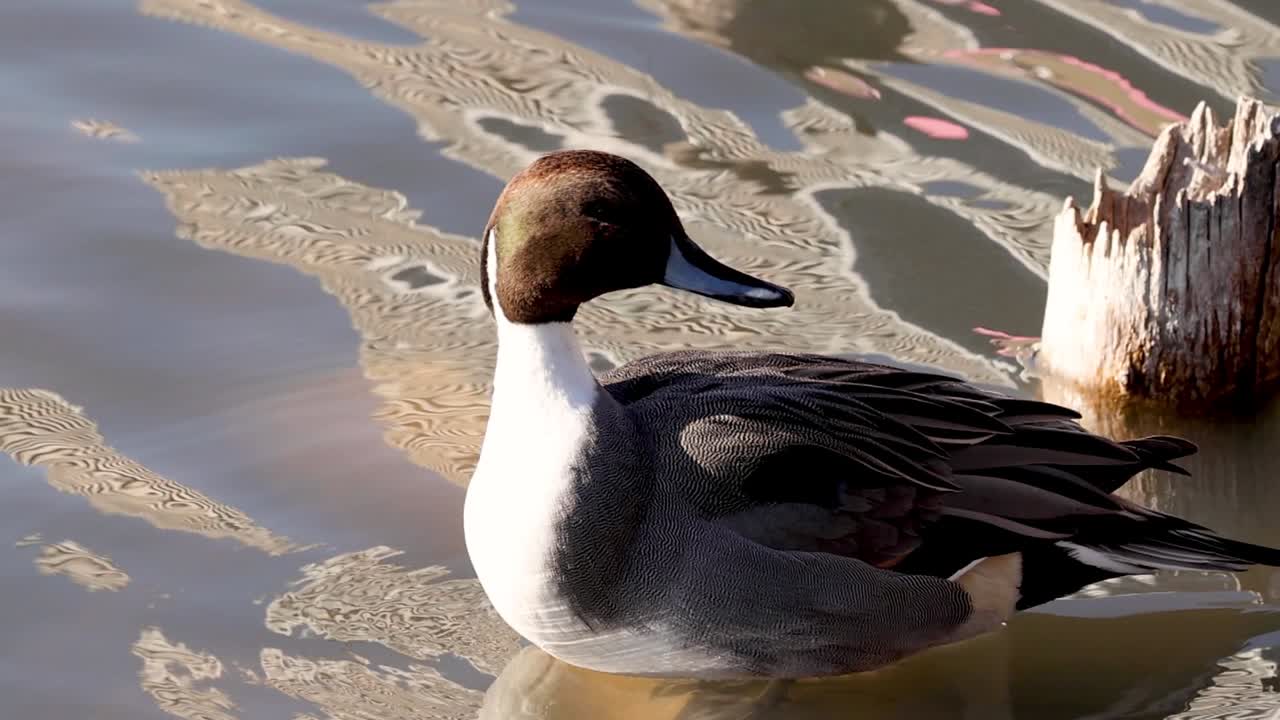 A duck gracefully swims near a weathered wooden post, creating gentle ripples in the water.