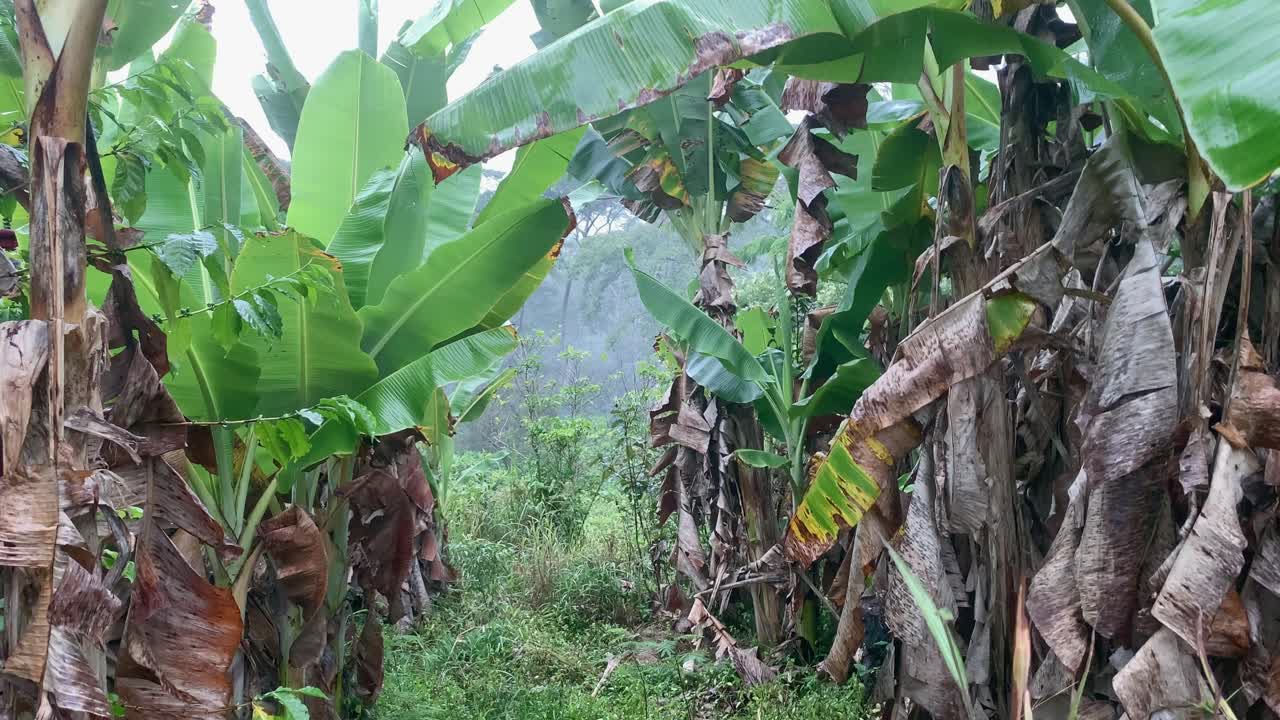 pasando por una plantación de plátanos en las montañas