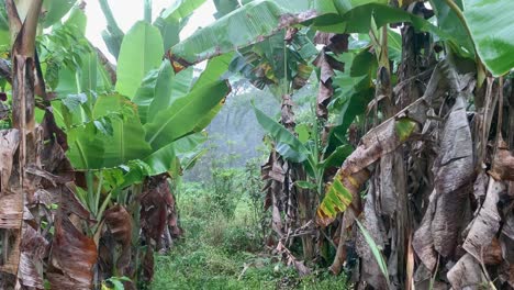 Pasando-Por-Una-Plantación-De-Plátanos-En-Las-Montañas