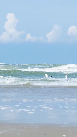 gulls on a coastal beach