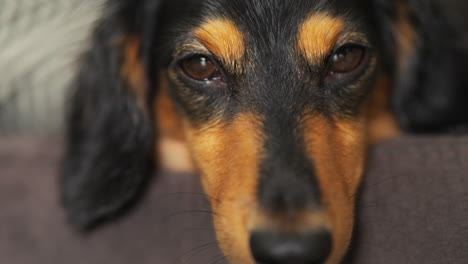 Sleepy-dachshund-blinking-its-eyes-slowly-as-it-rests-its-head-over-the-edge-of-brown-pillow