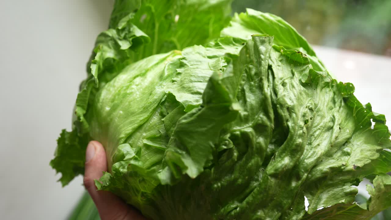Cabeza de lechuga fresca