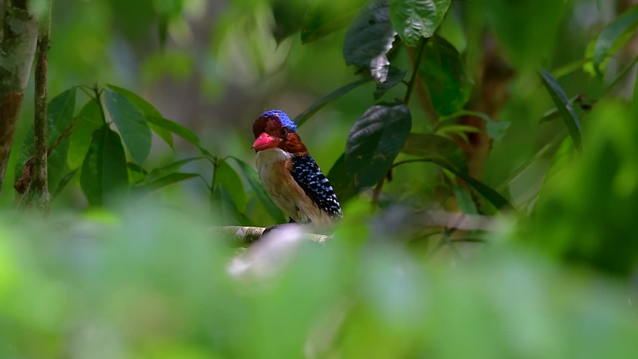 A tree kingfisher and one of the most beautiful birds found in Thailand within tropical rain-forests