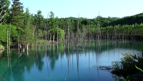 shirogane blue pond with green trees in clean water hokkaido japan tripod shot
