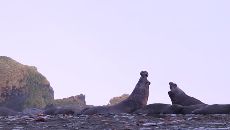 two male elephant seals in violent fight then one runs away