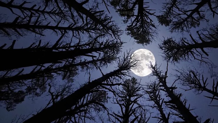 Un'accattivante angolazione verso l'alto cattura alberi in silhouette contro una luna piena, creando un'atmosfera notturna mistica.