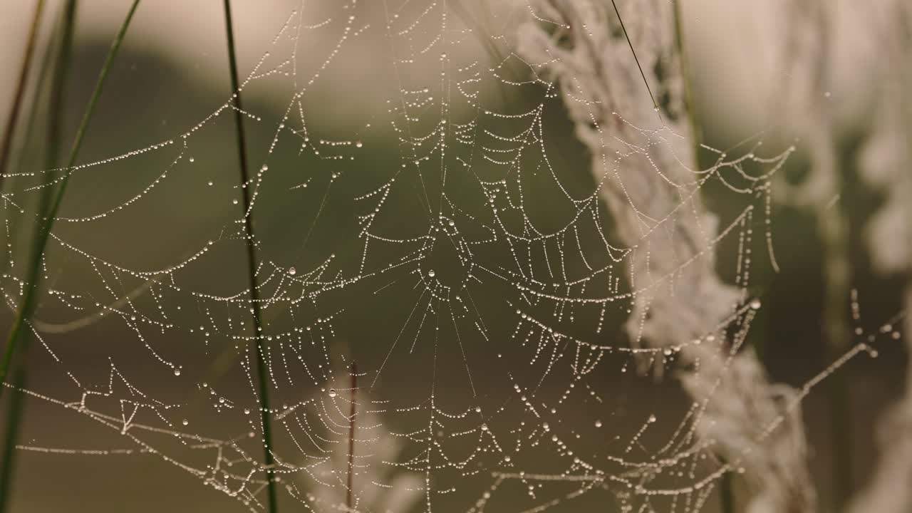 Spiders Web at Sunset in Reeds by a River, Spooky Mysterious Backlit Spider Web Halloween Background in Orange Sunset Light in Chitwan National Park in Nepal