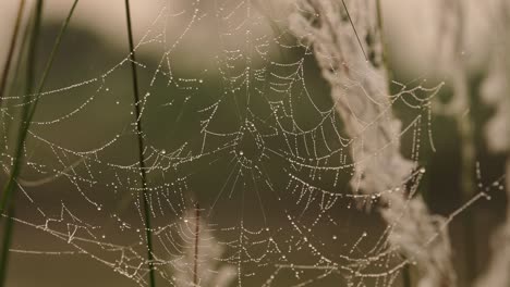 spiders web at sunset in reeds by a river, spooky mysterious backlit spider web halloween background in orange sunset light in chitwan national park in nepal