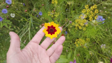 female hand touches cute flower in the meadow, slow motion