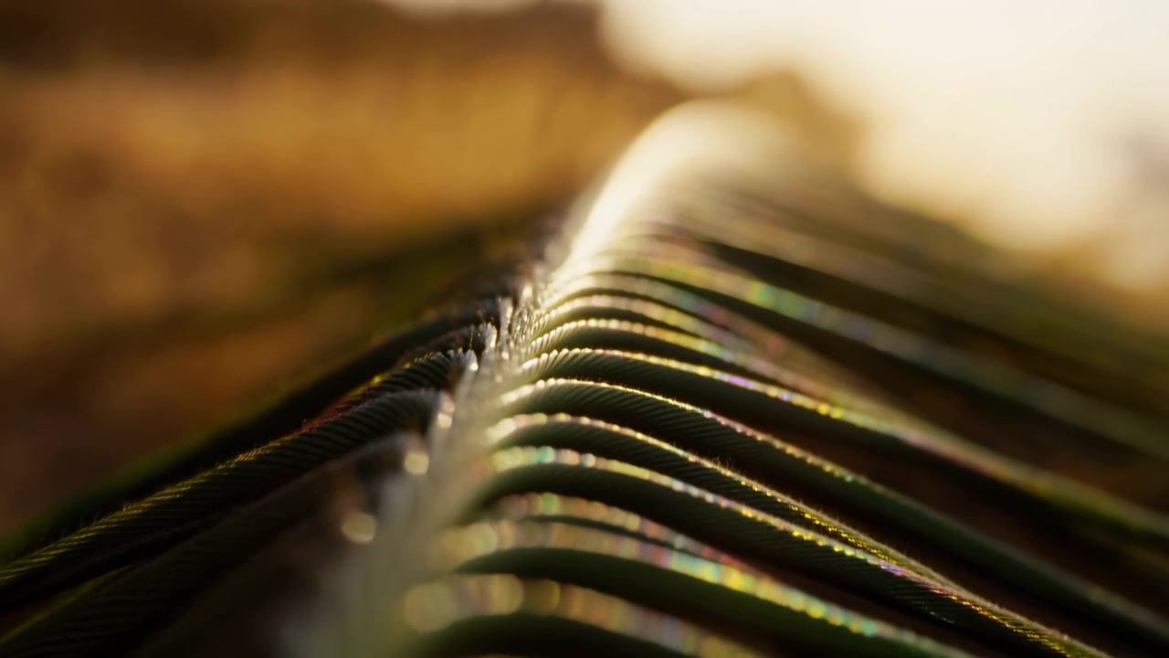 Close-up macro of an iridescent feather edge positioned diagonally across the frame, showing overlapping barbs and vane with glossy keratin surface and subtle