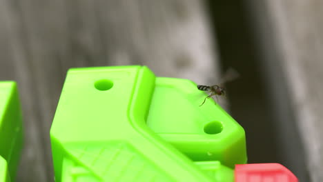 un insecto volando alrededor de un juguete