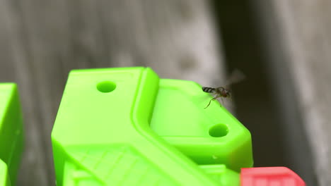 insect flying around a toy