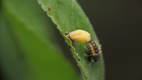 Eine-Marienkäferlarve-Neben-Einer-Marienkäferpuppe-Auf-Einem-Grünen-Blatt-Im-Frühling