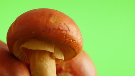 saborosa amanita cesarea setas pantalla verde inclinación lenta natural 4k