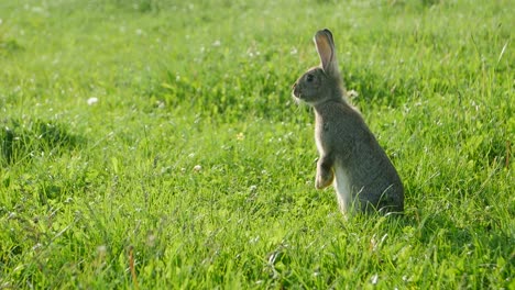 rabbit standing upright in a green grassy field