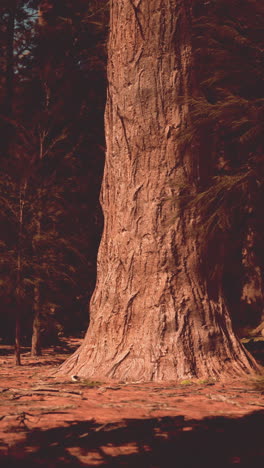 a close up of a large tree trunk in a forest