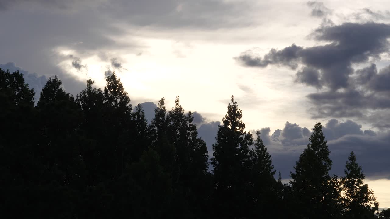 Dramatic Sunset behind large pine trees forest with moving clouds