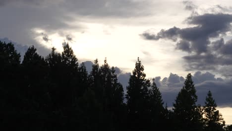 Dramatic-Sunset-behind-large-pine-trees-forest-with-moving-clouds