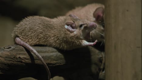 close up of a fat tailed gerbil in a naturalistic enclosure, highlighting its plump tail and soft fur