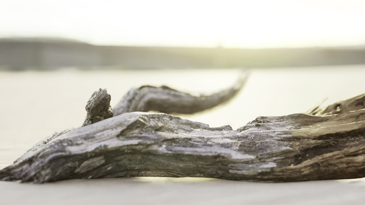 Driftwood rests peacefully on sunlit shores as waves gently lap nearby