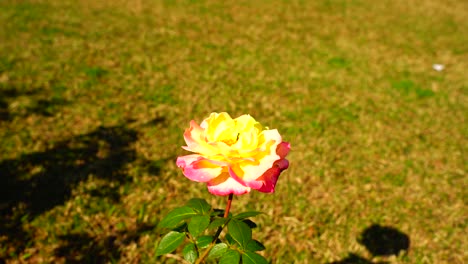 Flor-En-El-Jardín-Brillaba-Al-Sol-37